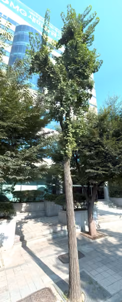 tree photo
