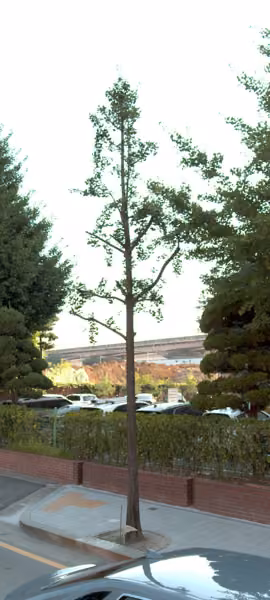 tree photo