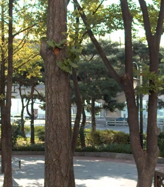 tree photo