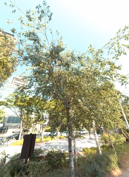 tree photo