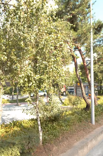 tree photo
