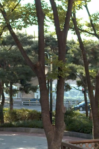 tree photo