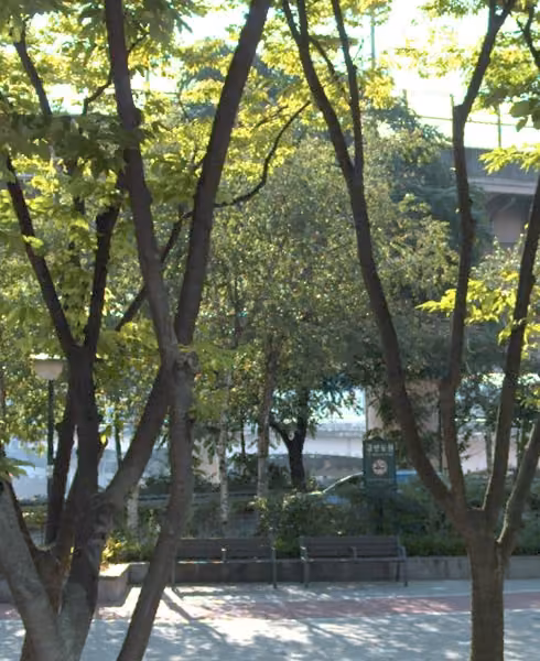 tree photo