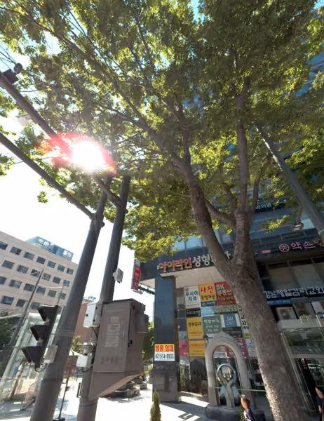 tree photo