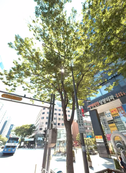 tree photo