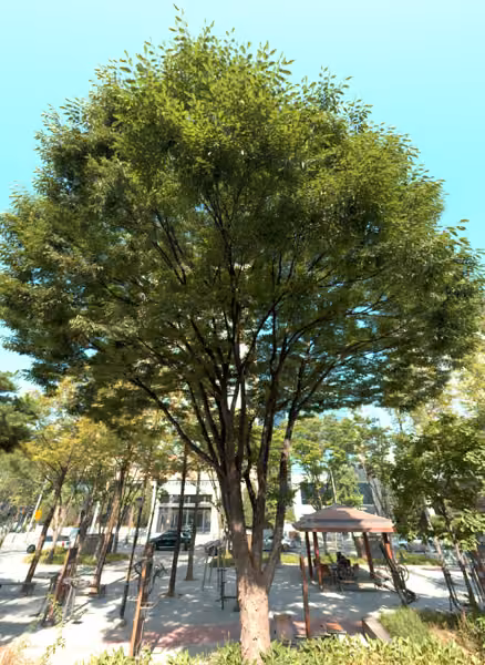 tree photo