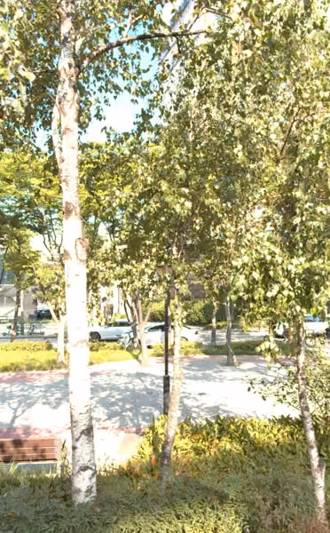 tree photo