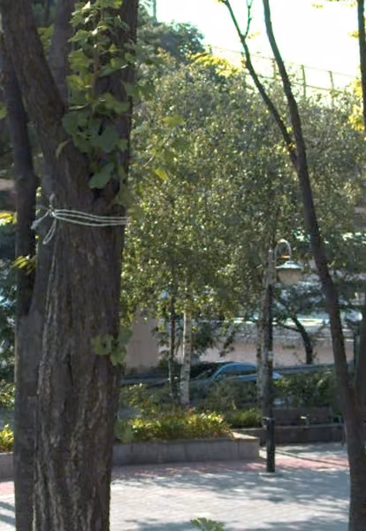 tree photo