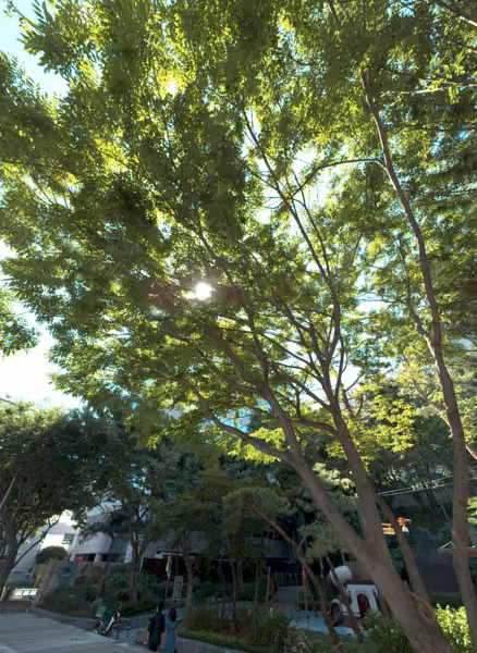 tree photo