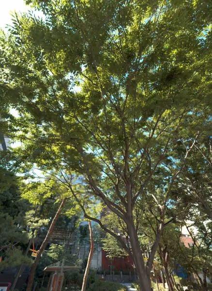 tree photo