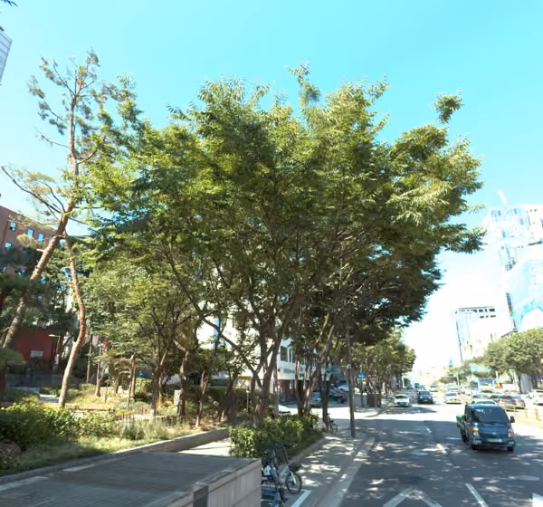 tree photo