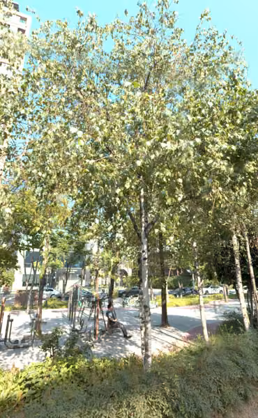 tree photo