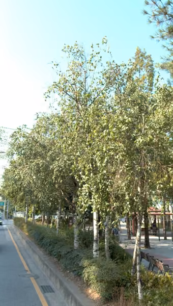 tree photo