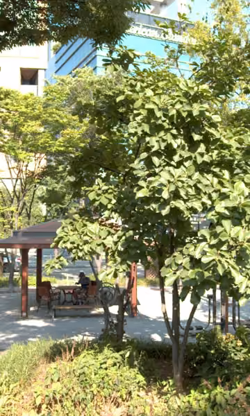 tree photo