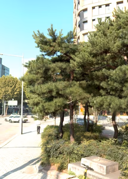 tree photo