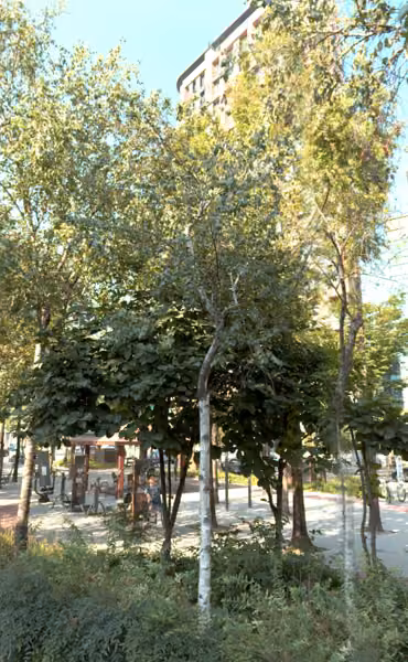 tree photo