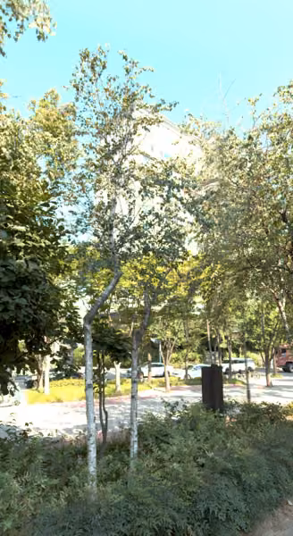 tree photo