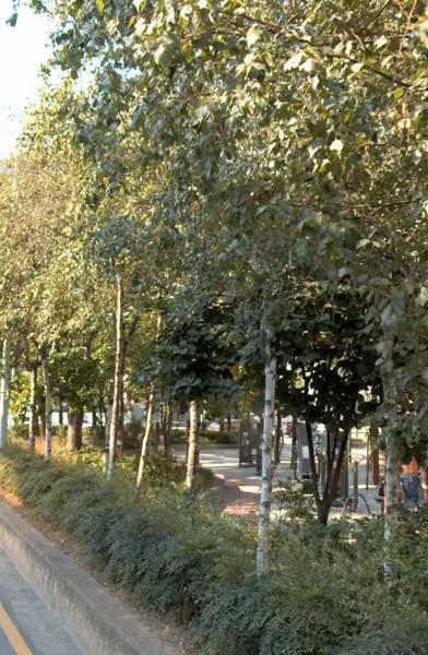 tree photo