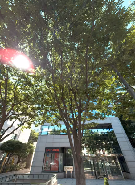 tree photo
