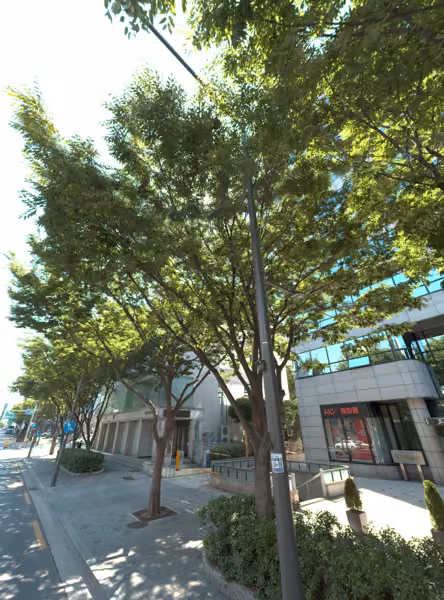 tree photo