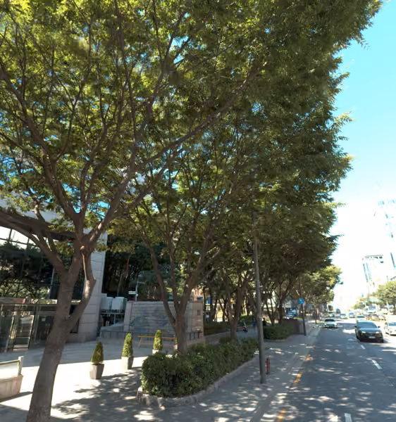 tree photo