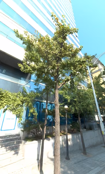 tree photo