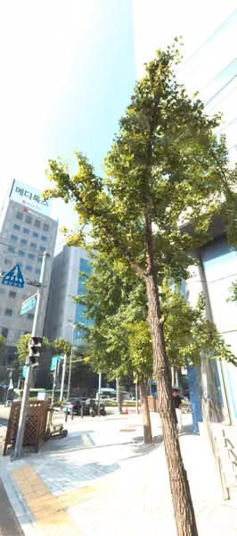 tree photo