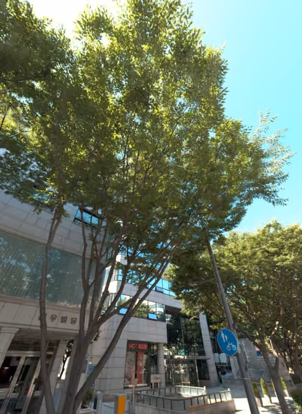 tree photo