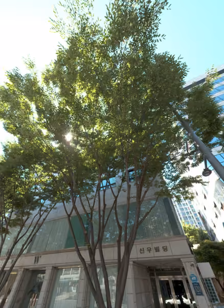 tree photo