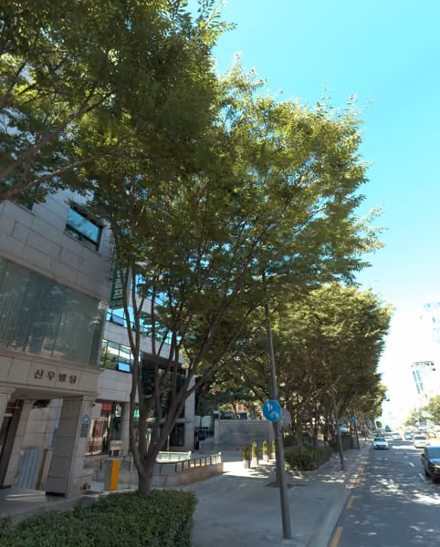 tree photo