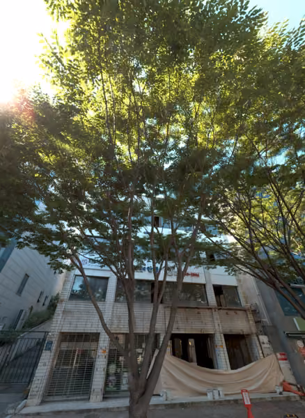 tree photo