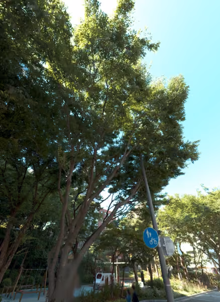 tree photo