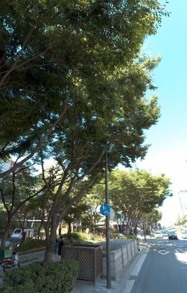 tree photo