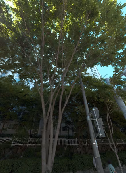 tree photo