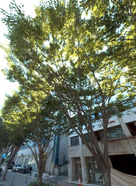 tree photo