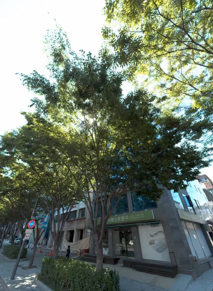tree photo