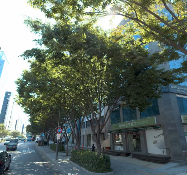 tree photo