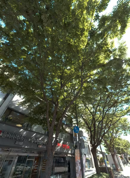 tree photo
