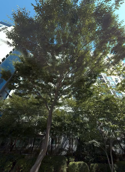 tree photo
