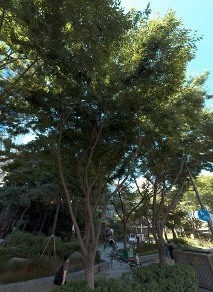 tree photo