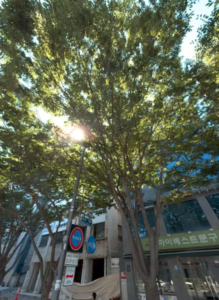 tree photo