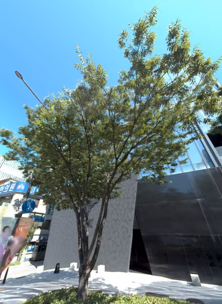 tree photo