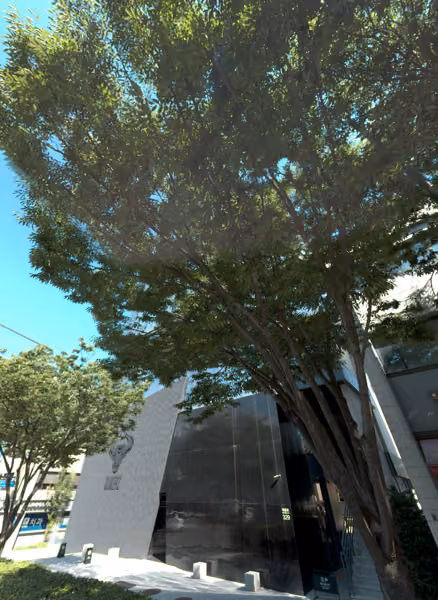 tree photo