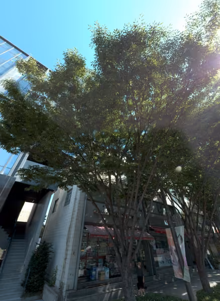 tree photo