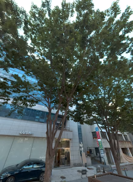 tree photo