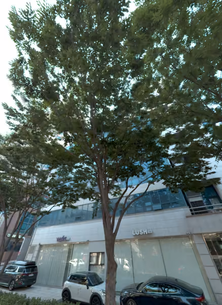 tree photo