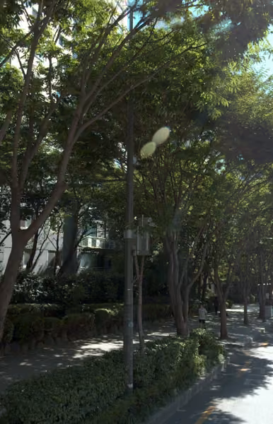 tree photo