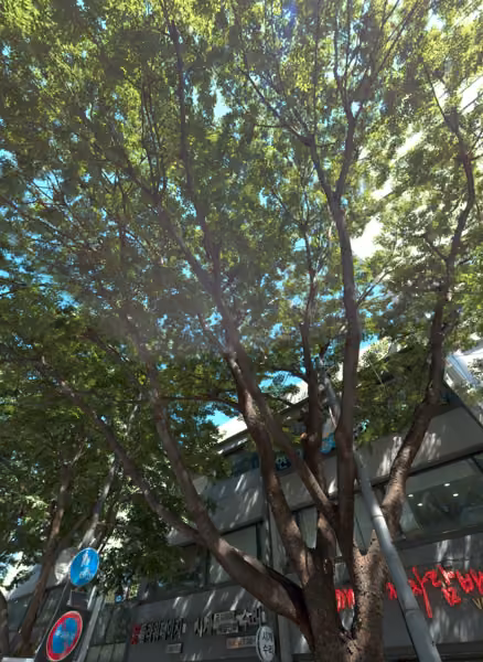 tree photo