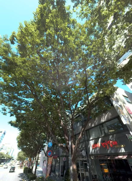 tree photo