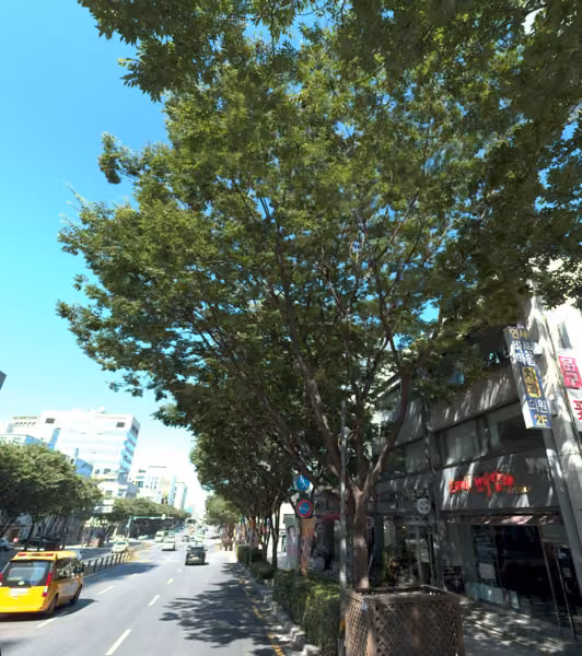tree photo